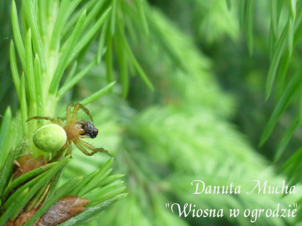 Danuta Mucha